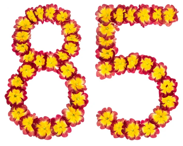 85 numara, 85, primula 'nın doğal çiçeklerinden, beyaz arka planda izole edilmiş.