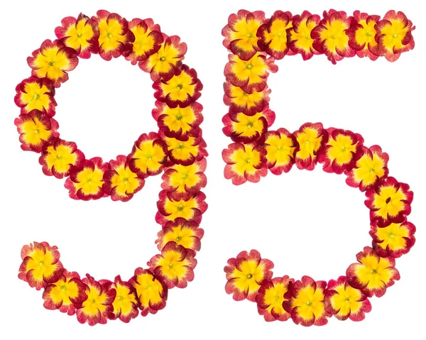 Nummer Vijfennegentig Van Natuurlijke Bloemen Van Primula Geïsoleerd Witte Achtergrond — Stockfoto