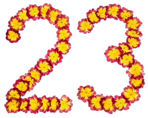 Numeral Twenty Three Natural Flowers Primula Isolated White Background — Stock Photo, Image