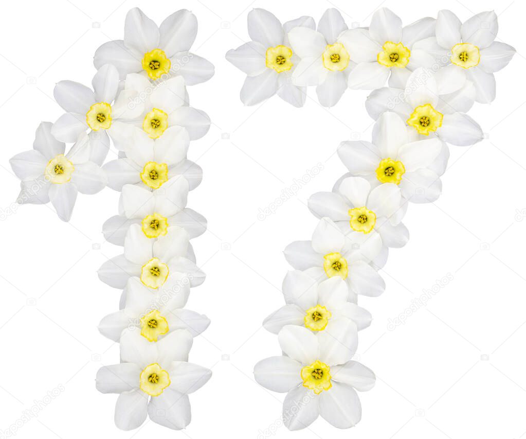 Numeral 17, seventeen, from natural white flowers of Daffodil (narcissus), isolated on white background