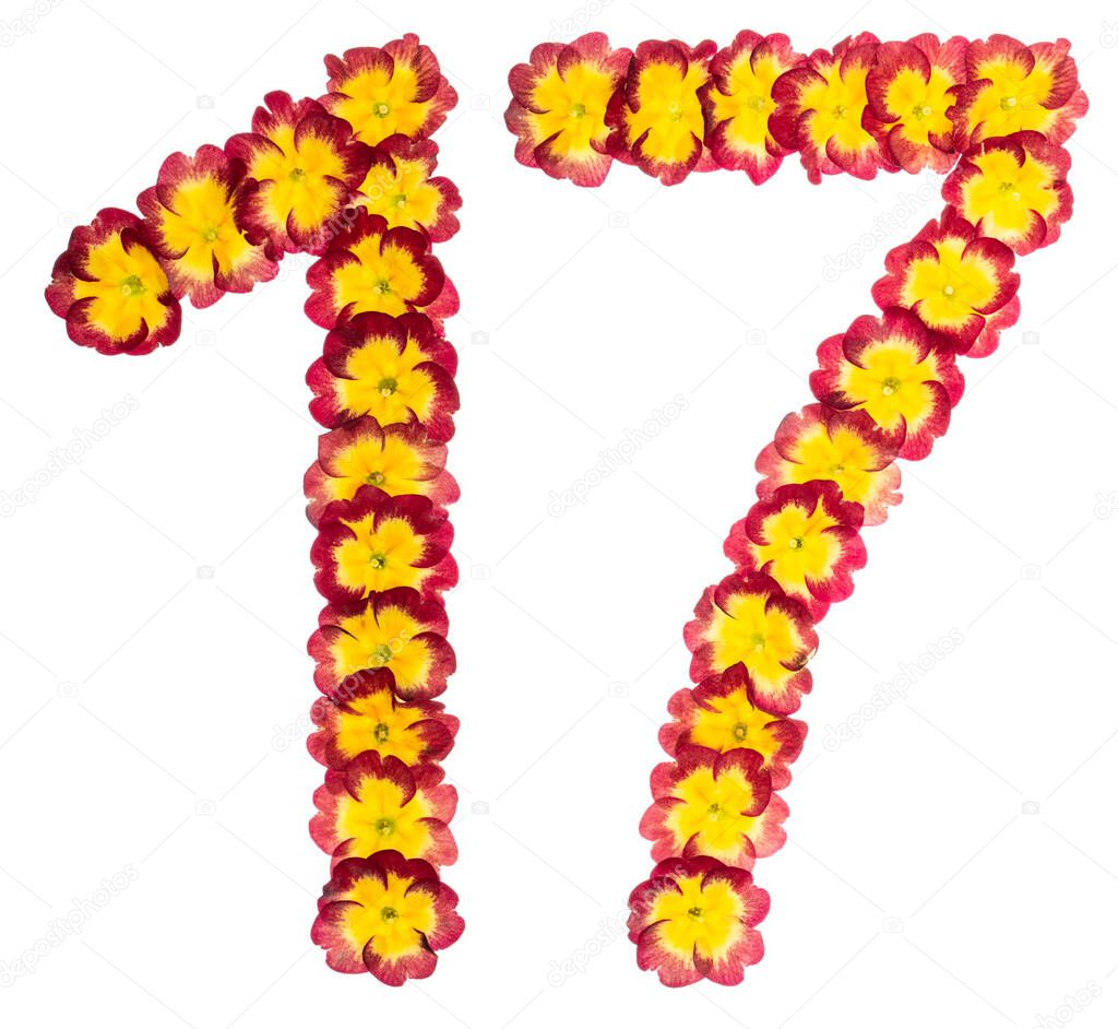 Numeral  17, seventeen, from natural flowers of primula, isolated on white background