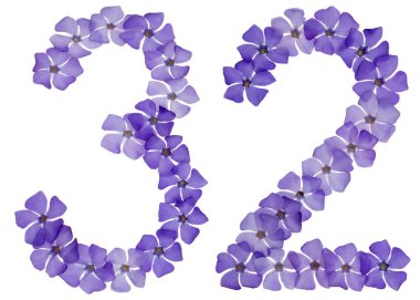 32, 32 numara, menekşe renginin doğal mavi çiçeklerinden, beyaz arka planda izole edilmiş.