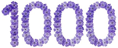 Bin numara, bin numara, menekşe rengi doğal mavi çiçeklerden, beyaz arka planda izole edilmiş.