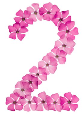 2 numara, 2 numara, menekşe renginin doğal pembe çiçeklerinden, beyaz arka planda izole edilmiş.