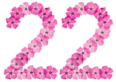 22 numara, 22 numara, pembe menekşe çiçeklerinden, beyaz arka planda izole edilmiş.