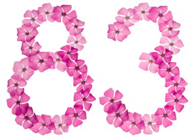 83 numara, 83 numara, menekşe renginin doğal pembe çiçeklerinden, beyaz arka planda izole edilmiş.