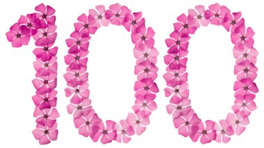 100 numara, 100, menekşe rengi doğal pembe çiçeklerden, beyaz arka planda izole edilmiş.