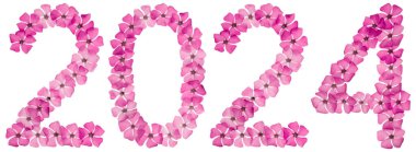 Yazıt 2024, menekşe renginin doğal pembe çiçeklerinden, beyaz arka planda izole edilmiş.
