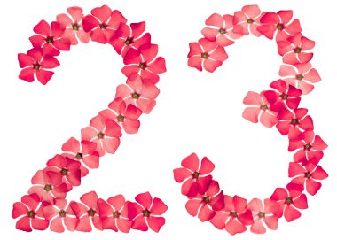 23 numara, 23 numara, menekşe kırmızısından, beyaz arka planda izole edilmiş.