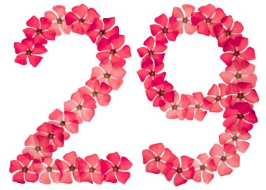 29 numara, 29 numara, menekşeli kırmızı çiçeklerden, beyaz arka planda izole edilmiş.