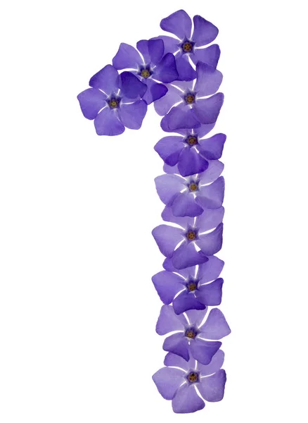 Numeralul Unul Din Flori Albastre Naturale Periwinkle Izolate Fundal Alb — Fotografie, imagine de stoc