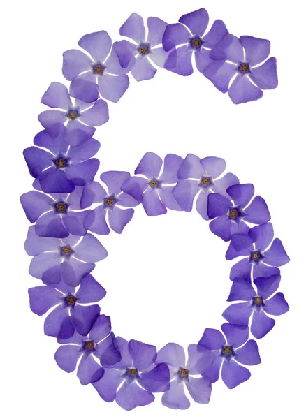 Číslo Šest Přírodních Modrých Květů Okvětního Plátku Izolované Bílém Pozadí — Stock fotografie
