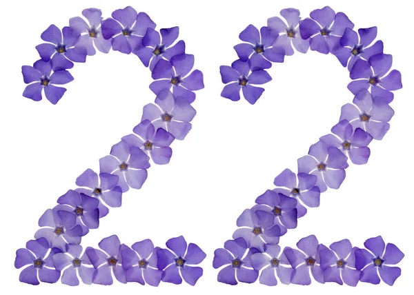 Numerele Douăzeci Doi Din Flori Albastre Naturale Periwinkle Izolate Fundal — Fotografie, imagine de stoc