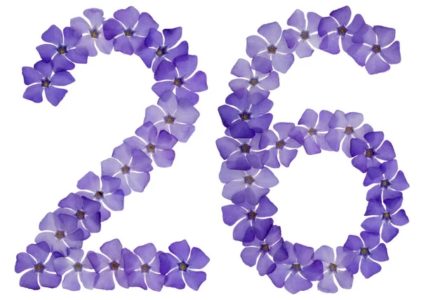 Число Двадцять Шість Натуральних Синіх Квітів Опуклості Ізольовані Білому Тлі — стокове фото