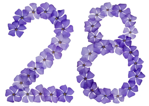 Numeral Tjugoåtta Från Naturliga Blå Blommor Periwinkle Isolerad Vit Bakgrund — Stockfoto