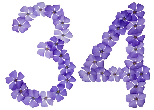 Numeral Trinta Quatro Flores Azuis Naturais Periwinkle Isolado Sobre Fundo — Fotografia de Stock
