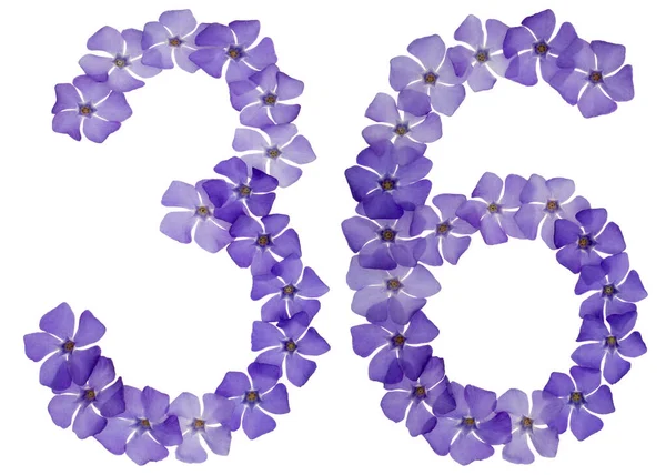 Číslo Třicet Šest Přírodních Modrých Květů Perníku Izolované Bílém Pozadí — Stock fotografie