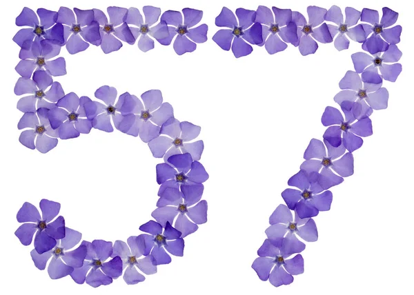 Číslo Padesát Sedm Přírodních Modrých Květů Okvětního Plátku Izolované Bílém — Stock fotografie