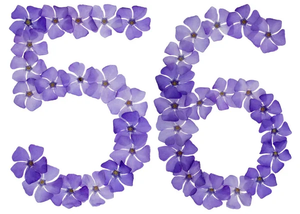 Numara Menekşe Rengi Doğal Mavi Çiçeklerden Beyaz Arka Planda Izole — Stok fotoğraf