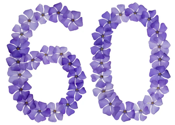 Číslice Šedesát Přírodních Modrých Květů Okvětní Izolované Bílém Pozadí — Stock fotografie