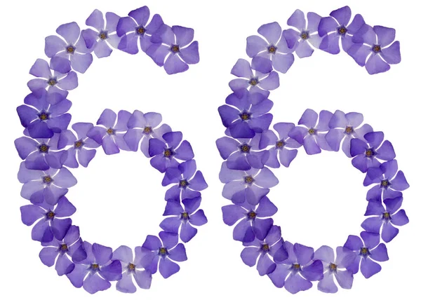 Numeral Sextiosex Från Naturliga Blå Blommor Periwinkle Isolerad Vit Bakgrund — Stockfoto