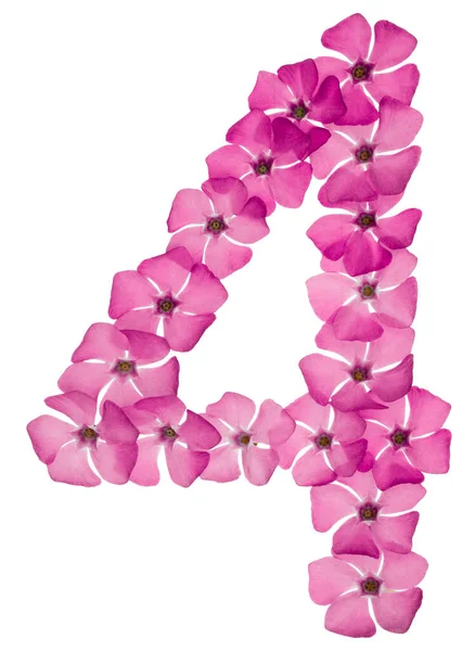 编号4 从天然的粉红色花被白色背景隔离的长春花中选出 — 图库照片