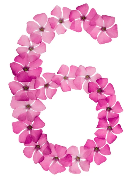 Numeral Six Natural Pink Flowers Periwinkle Isolated White Background — Stock Photo, Image