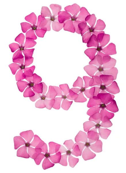 Numeral Nine Natural Pink Flowers Periwinkle Isolated White Background — Stock Photo, Image