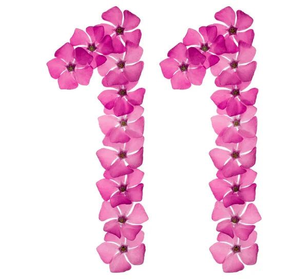 Numeral Elva Frã Naturliga Rosa Blommor Periwinkle Isolerad Vit Bakgrund — Stockfoto