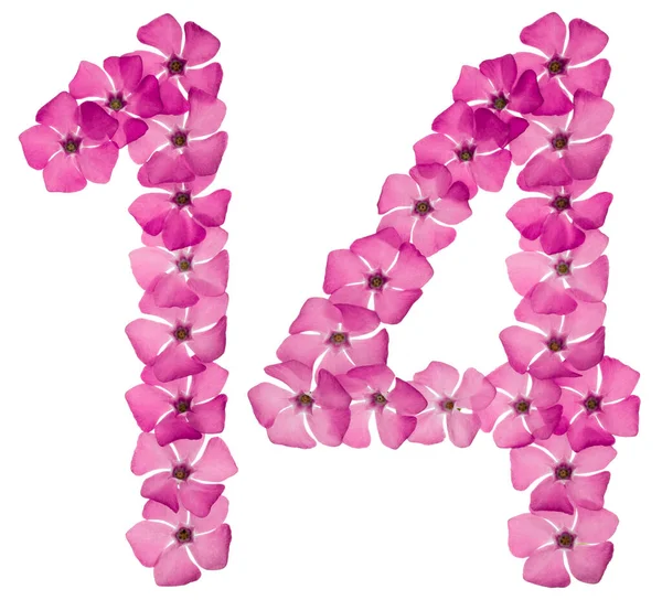 Numerale Quattordici Fiori Rosa Naturale Pervinca Isolati Sfondo Bianco — Foto Stock