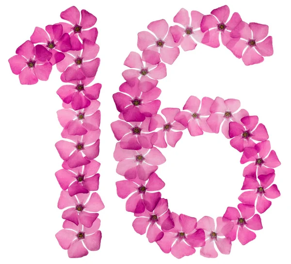 Numerale Sedici Fiori Rosa Naturale Pervinca Isolati Sfondo Bianco — Foto Stock