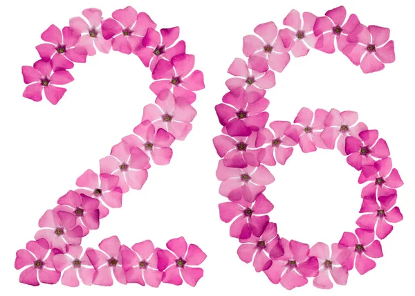 编号26 从天然的粉红色花被白色背景隔离的长春花中选出 — 图库照片