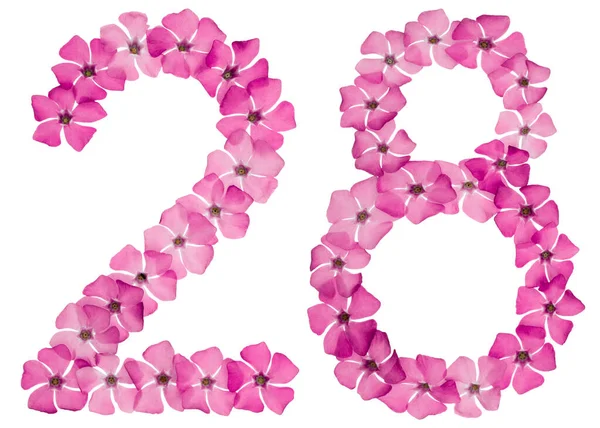 Numeral Twenty Eight Natural Pink Flowers Periwinkle Isolated White Background — Stock Photo, Image