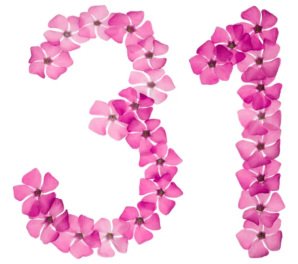 Číslo Třicet Jedna Přírodních Růžových Květů Okvětního Plátku Izolované Bílém — Stock fotografie
