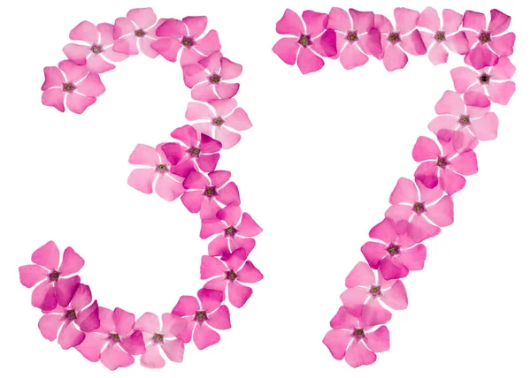 Numeral Thirty Seven Natural Pink Flowers Periwinkle Isolated White Background — Stock Photo, Image