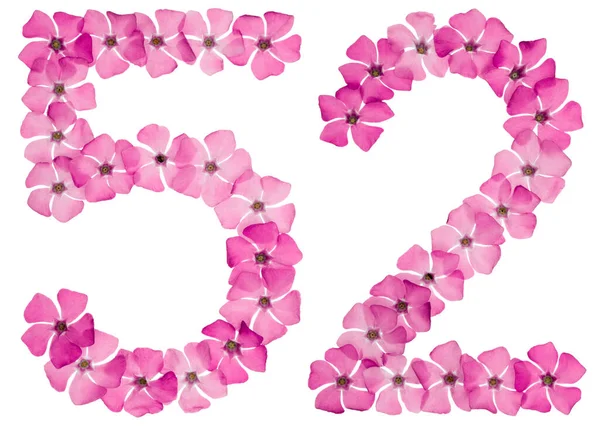 Numeral Femtio Två Frã Naturliga Rosa Blommor Blã Ckfisk Isolerad — Stockfoto