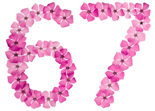 Numeral Sextiosju Frã Naturliga Rosa Blommor Blã Ckfisk Isolerad Vit — Stockfoto