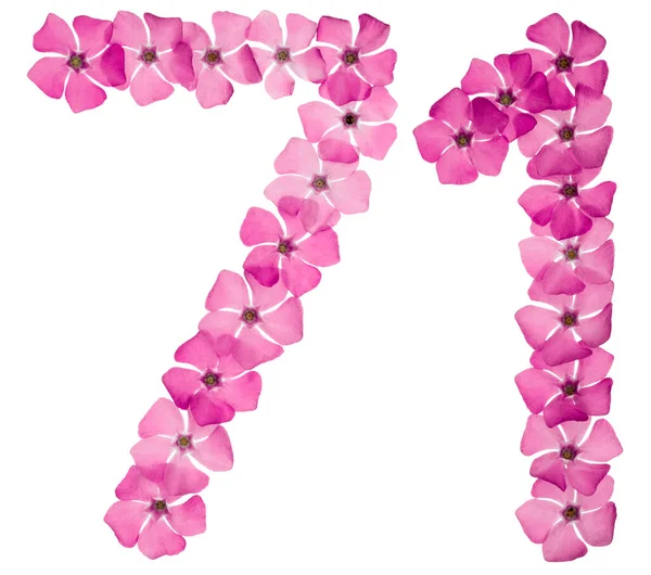 Numeral Setenta Uno Flores Rosadas Naturales Periwinkle Aisladas Sobre Fondo — Foto de Stock