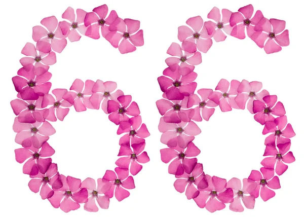 Zahl Sechsundsechzig Aus Naturrosa Blüten Von Perlmutt Isoliert Auf Weißem — Stockfoto