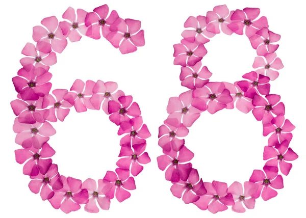 Numeral Sixty Eight Natural Pink Flowers Periwinkle Isolated White Background — Stock Photo, Image