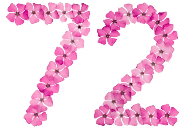 Numeriek Tweeënzeventig Van Natuurlijke Roze Bloemen Van Periwinkle Geïsoleerd Witte — Stockfoto