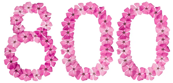 Numeral 800 Tta Hundra Frã Naturliga Rosa Blommor Blã Ckfisk — Stockfoto