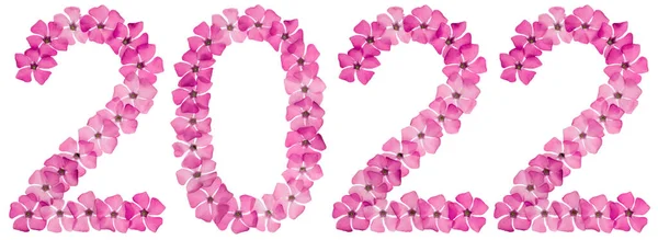 Inscripción 2022 Flores Rosadas Naturales Periwinkle Aisladas Sobre Fondo Blanco — Foto de Stock