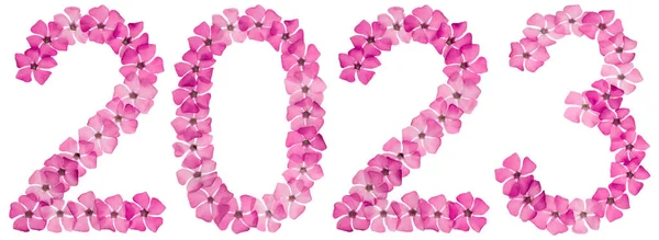 Inscripción 2023 Flores Rosadas Naturales Periwinkle Aisladas Sobre Fondo Blanco — Foto de Stock