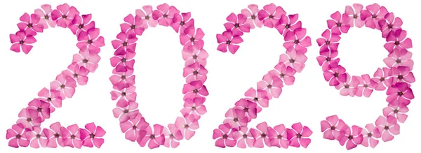 Надпись 2029 Натуральных Розовых Цветов Periwinkle Изолированные Белом Фоне — стоковое фото