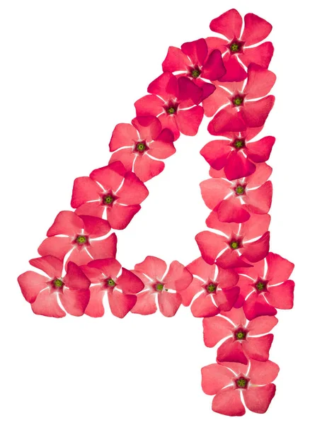 Числа Естественных Красных Цветков Перивинкля Выделенные Белом Фоне — стоковое фото
