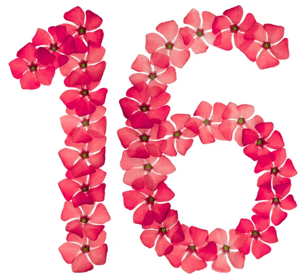 Numărul Șaisprezece Din Flori Roșii Naturale Periwinkle Izolate Fundal Alb — Fotografie, imagine de stoc