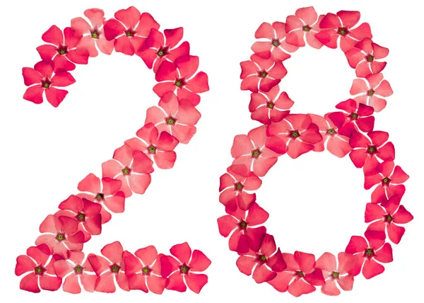 Число Двадцять Вісім Натуральних Червоних Квітів Опуклості Ізольовані Білому Тлі — стокове фото