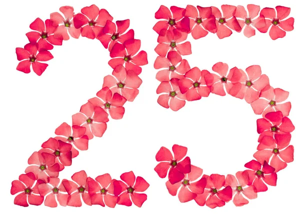 Numer Dwadzieścia Pięć Naturalnych Czerwonych Kwiatów Periwinkle Izolowane Białym Tle — Zdjęcie stockowe