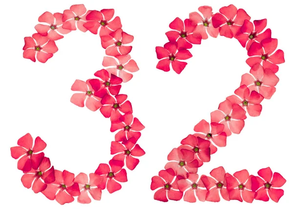 Число Тридцять Два Натуральних Червоних Квітів Опуклості Ізольовані Білому Тлі — стокове фото